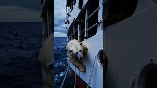 28 million views！A frightened polar bear on the side of a large fishing boat