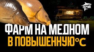 Медное в повышенную температуру воды ● Русская рыбалка 4 ● Перчик РР4