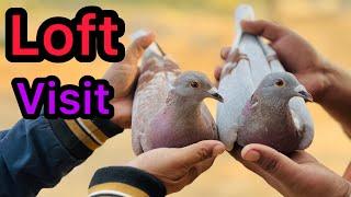 Racing Pigeons Loft Visit 2024 in Pakistan | Racer Kabootar