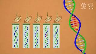 Using nuclear science in marker-assisted plant breeding