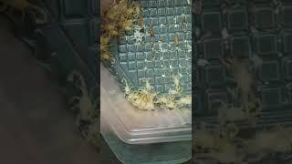 العقرب  صغار العقارب