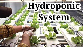 Hydroponic System | Homade Hydroponic | Cbros 3