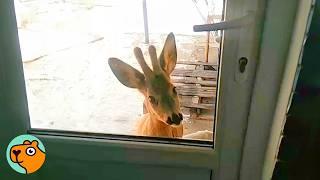 Two Wild Deer Visit Every Day To Play With Kids | Cuddle Buddies