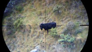 Sniping Goats and Stalking Pigs | 308 Tikka In Action | Cruising In Bad Weather | NZ 2023