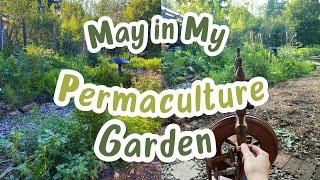 May in My Permaculture Garden