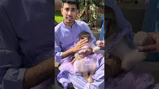 Dafa ho ja molly beizzati krwa di  #comedy #monkeycomedy #funny #mollybaby