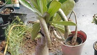 try to bend adeniumbonsai #adenium#bonsai #desertrose #garden #plants #shorts#viral#shape