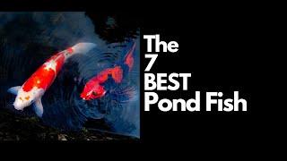 The 7 Best Pond Fish 