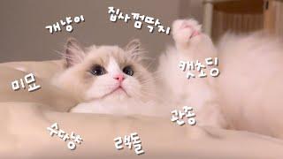 슈퍼 울트라 관종 미묘 랙돌 고양이 김아리 모음집