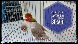 ROMANTISNYA BURUNG LOVE BIRDSKU  JOMBLO MANA TAHAN LIATNYA...