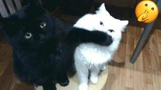 Try Not To Laugh  New Funny Cats Video  - Just Cats Part 1