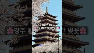 경주 황룡원 벚꽃 명소 및 주차 정보 (2025년 4월)Hwangryongwon Cherry Blossom Spot & Parking Guide (April 2025)