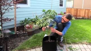 Marijuana plant maintenance: Bending and pruning tutorial