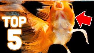 Top 5 Goldfish Foods