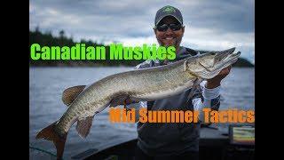 Canadian Mid Summer Muskies - Cliff Lake Resorts