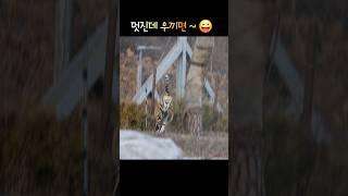 멋진거 다음 웃낀거 #tiger #태범#백두대간수목원