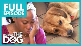 Neglected Puppy is left Home Alone ALL DAY! | Full Episode USA