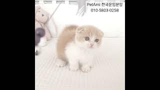 강남고양이분양 먼치킨킬트분양 #고양이 #고양이분양 #먼치킨 #먼치킨분양 #먼치킨킬트 #먼치킨킬트분양