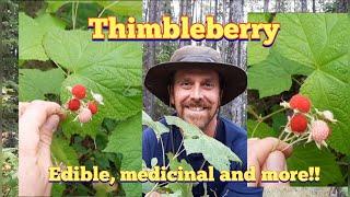 Thimbleberry - Identification and Description