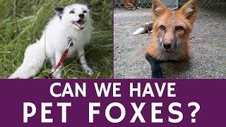 Do Pet Foxes Exist and What is the Price of an Exotic Domesticated Fox?