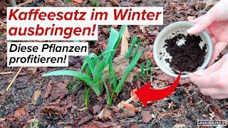 Kaffeesatz im Winter ausbringen - die Vorteile für deine Pflanzen auf einen Blick!