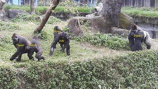 #gorilla D'jeeco family 吃 早餐。Jabali Ringo 邊吃邊玩。喝奶 / D'jeeco 要全家到門口等回室內 / T剝樹 2024-12-23 9:44-11:14