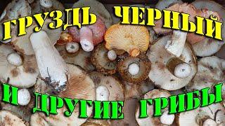 Груздь черный (Lactarius necator). Ежовик жёлтый (Hydnum repandum). Полный лес интересных грибов.