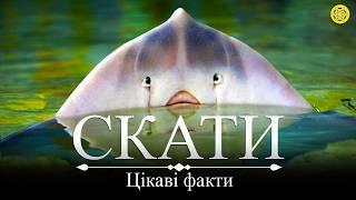 СКАТИ: Цікаві ФАКТИ | Чи СПРАВДІ вони НЕБЕЗПЕЧНІ для людей? | Як скати полюють?