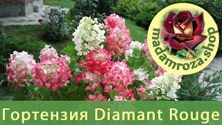 Метельчатая гортензия Diamant Rouge