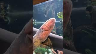 Electric Eels (Electrophorous electricus) #shorts #fish #electriceel #eels