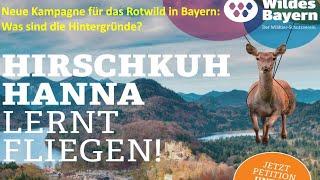 "Hirschkuh Hanna lernt fliegen" -Neue Kampagne für das Rotwild in Bayern: Was sind die Hintergründe?