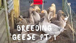 Breeding Geese Pt1 - Getting them paired up