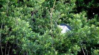 Adult Night Heron Calling to its mates.