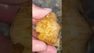Окаменелости Старой Ситни, ч. 2. Еще больше видео о минералах, на канале.