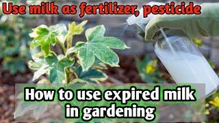 How to use expired milk in gardening to grow healthy plants | Benefits of milk as fertiliser