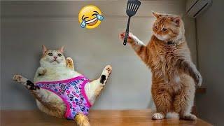 Best Cats Videos  Best Funny Cats Videos 2024 