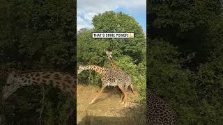 Two giraffes fighting for territory!   -   BVIRAL / florencecastille