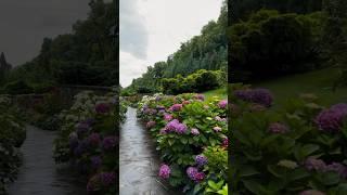 ДЕРЕНІВСЬКА КУПІЛЬ #закарпаття #гортензія #flowers #гортензия #hortensia #garden#садгортензій#сад