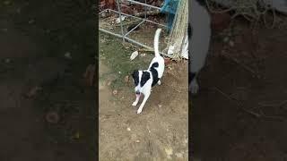 dog dance 