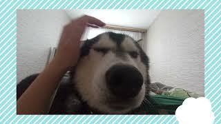 Иногда нужно просто погладить собаку#хаски #смешныеживотные #собаки #смешныевидео #красавчик