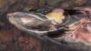 To The Journey's End: The Lifecycle of the Atlantic Salmon