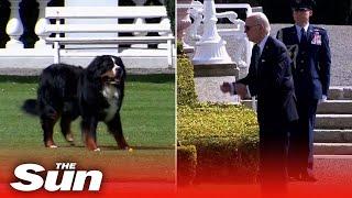 Irish President's dog barks at Biden during visit to Aras an Uachtarain