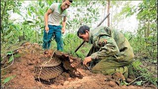 Following the terrifying hiss - The Two men discovered a giant king cobra nest in the mound.