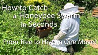 How To Catch A Honeybee Swarm In Seconds / Natural Beekeeping, from tree to hive in one move!