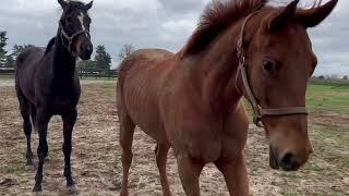 Adoptable Horses from SecondStride.org