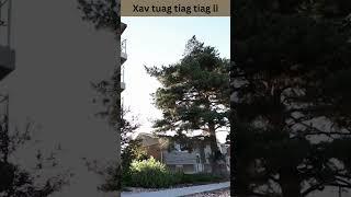 Xav tuag tiag tiag li #shorts