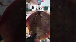 대천항에서 발견된 노랑가오리, 그 화려한 색감에 반하다!