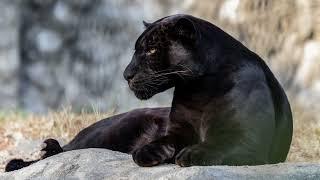 Black panther sound effect, loudly roaring hissing and growling, big cat scares, animal sounds, free