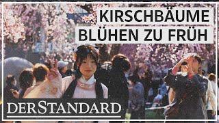 Verfrühter Frühling für die japanische Kirschblüte