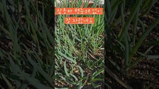 삼동파 주아를 받아서  키우는데 병충해 없이 잘 자라요 #옥상텃밭 #소소한행복 #삼동파